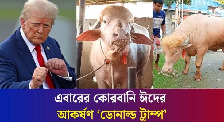 কেন মহিষের নাম রাখলেন ডোনাল্ড ট্রাম্প?